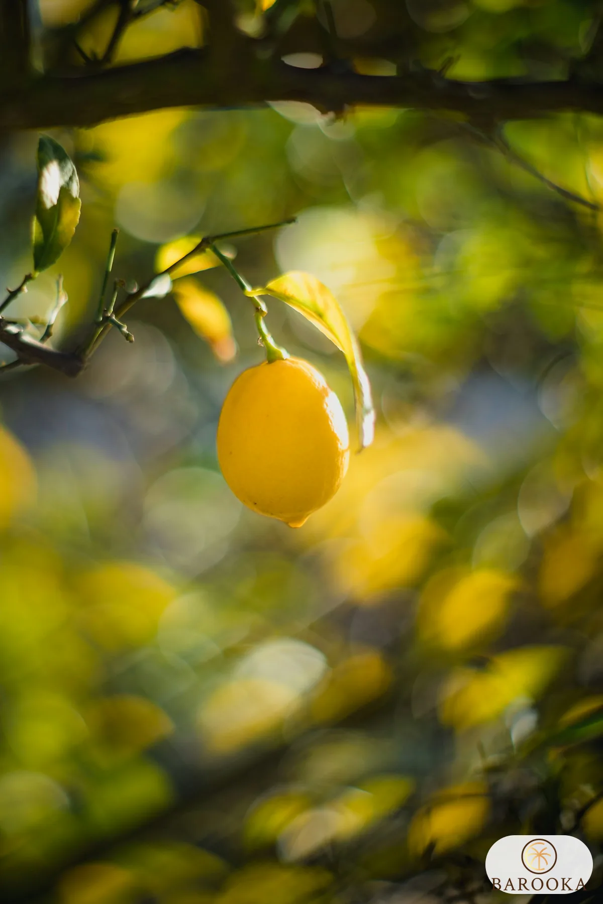 Manfaat Sari Lemon Nutrifarm: Cara Menilai Klaimnya